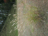 IMG_0879.jpg