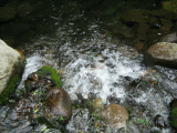 IMG_2768.jpg