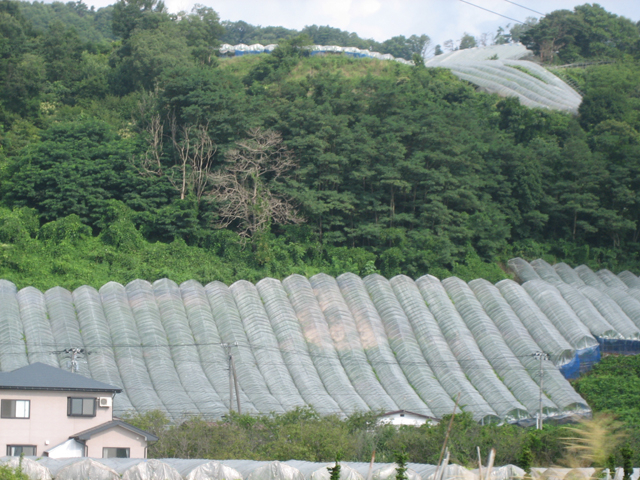 0708201371.jpg